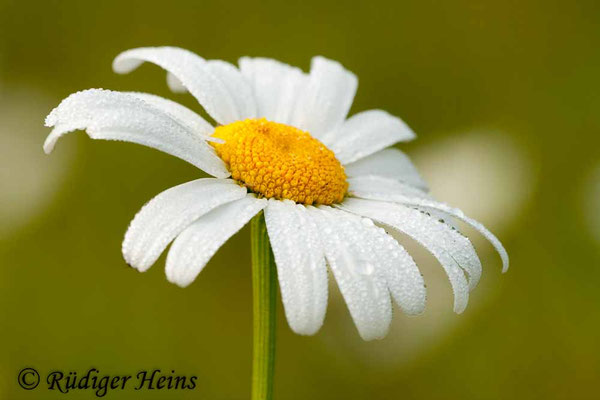 Leucanthemum vulgare (Magerwiesen-Margerite)