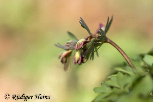 Corydalis solida (Gefingerter Lerchensporn), 26.3.2021