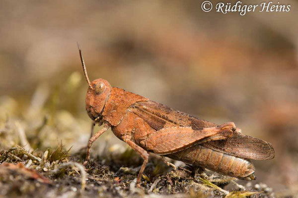 Oedipoda caerulescens (Blauflügelige Ödlandschrecke) Weibchen, 20.8.2024