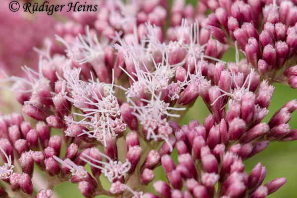 Eupatorium cannabinum (Gewöhnlicher Wasserdost), 12.7.2018