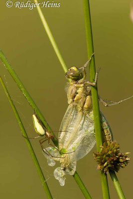 Orthetrum cancellatum (Großer Blaupfeil) Schlupf, 17.6.2020