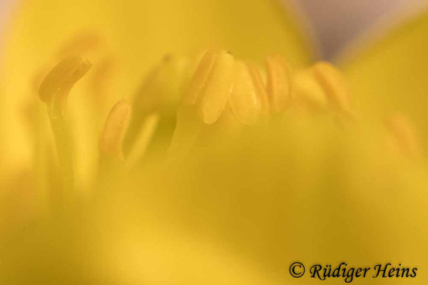 Winterling (Eranthis hyemalis), 22.2.2021