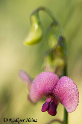 Lathyrus sylvestris (Wilde Platterbse)