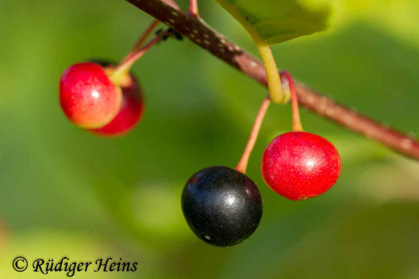 Rhamnus frangula (Faulbaum), 17.7.2018