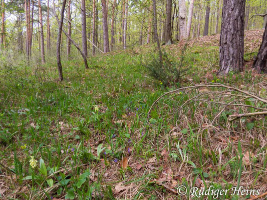 Orchis pallens (Blasses Knabenkraut) Habitat, 1.5.2015