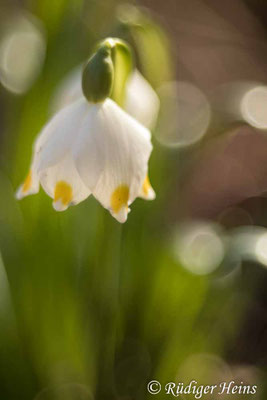 Leucojum vernum (Frühlingsknotenblume oder Märzenbecher)
