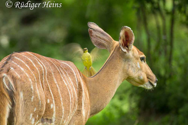 Nyala angasii (Nyala), 25.1.2019