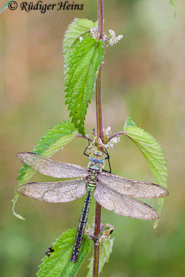 Anax imperator, Große Königslibelle, Männchen