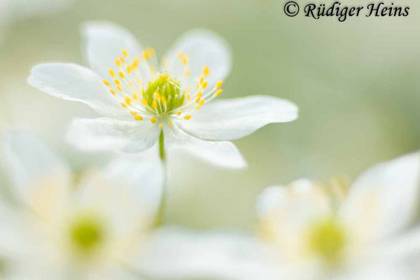 Buschwindröschen (Anemone nemorosa), 13.4.2024 - Colorplan Dia-Projektionsobjektiv 90mm f/2,5 