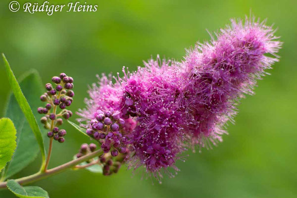 Spiraea salicifolia (Weidenblättrige Spiere)
