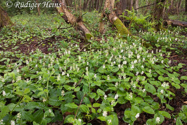 Maianthemum bifolium (Zweiblättrige Schattenblume)