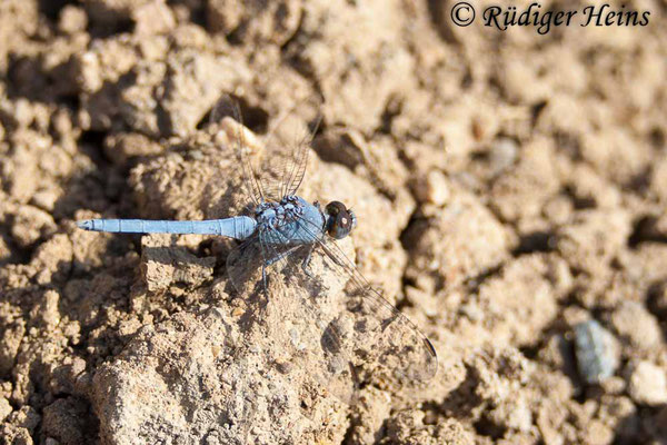 Orthetrum taeniolatum (Zierlicher Blaupfeil) Männchen, 27.10.2007