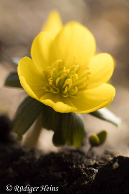 Winterling (Eranthis hyemalis), 22.2.2021