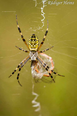 Argiope bruennichi (Zebraspinne, Wespenspinne), 4.8.2016