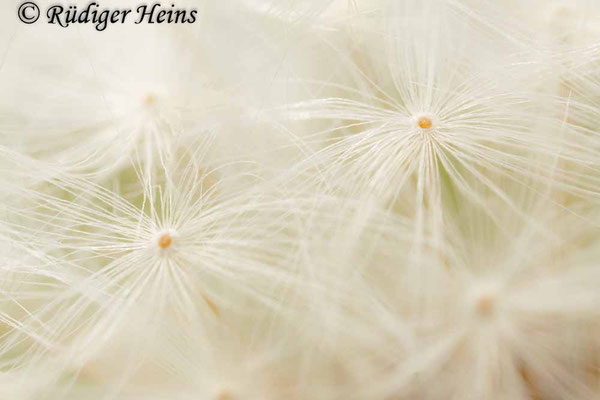 Taraxacum officinale (Gewöhnlicher Löwenzahn)