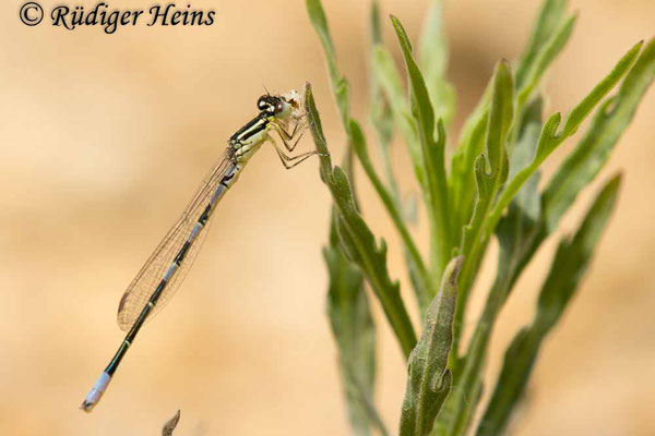 Coenagrion scitulum (Gabel-Azurjungfer) junges Männchen, 20.5.2024