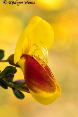 Cytisus scoparius (Besenginster)