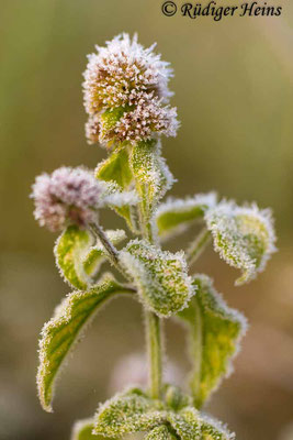 Mentha aquatica (Wasserminze), 7.10.2019