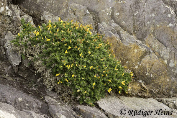 Ulex europaeus (Stechginster)