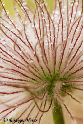 Pulsatilla pratensis (Wiesen-Kuhschelle)