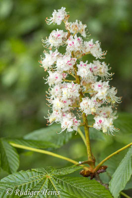 Aesculus hippocastanum (Gewöhnliche Rosskastanie), 8.5.2025