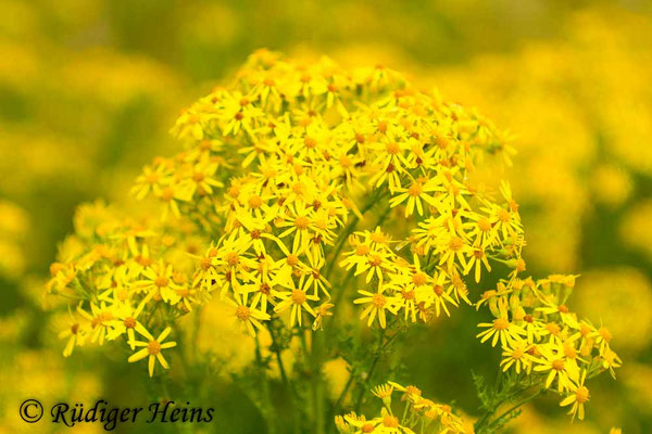 Senecio jacobaea (Jakobs-Greiskraut)