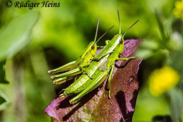 Euthystira brachyptera (Kleine Goldschrecke) Paarung, 13.8.1993 (Scan vom Dia)