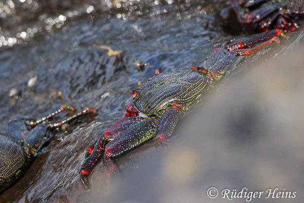 Rote Felsenkrabbe, Grapsus adscensionis