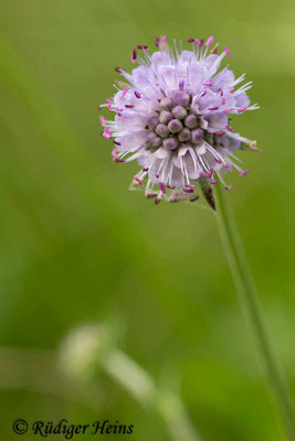 Succisa pratensis (Gewöhnlicher Teufelsabbiss), 19.8.2015