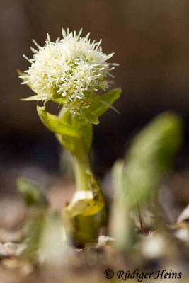 Petasites albus (Weiße Pestwurz)
