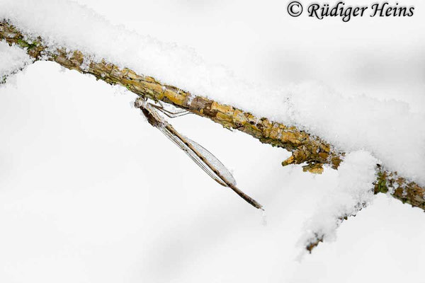 Männchen der Gemeinen Winterlibelle unterhalb eines Lärchenzweiges