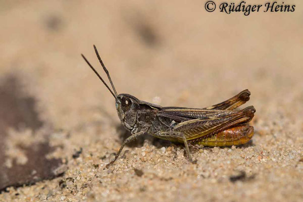 Chorthippus vagans (Steppengrashüpfer) Männchen, 23.8.2021