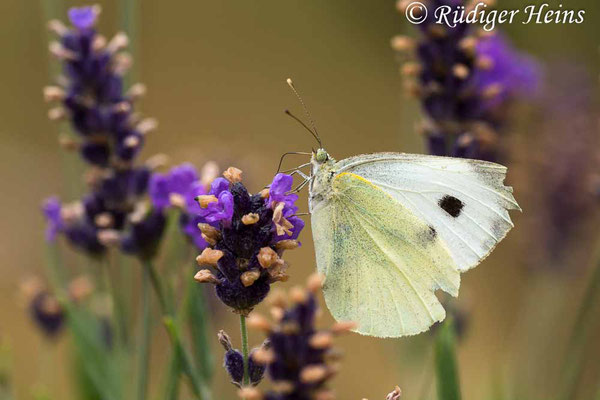 Pieris brassicae (Großer Kohlweißling), 11.7.2018