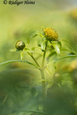 Bidens cernua (Nickender Zweizahn)
