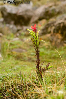 Castilleja nubigena (Scharfborstige Castilleje), 14.2.2020