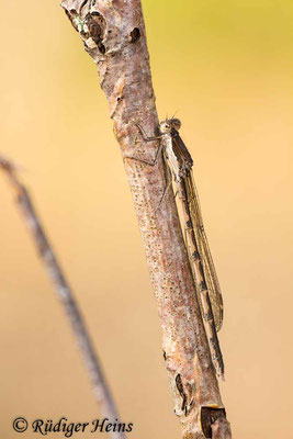 Der erste Fund: ein Weibchen, 8.11.2023 - Makroobjektiv 180mm f/3.5