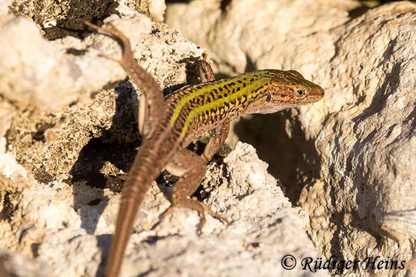 Podarcis sicula (Ruineneidechse), 27.9.2019