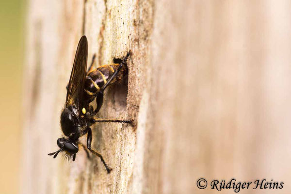 Choerades marginata (Gemeine Mordfliege) Eiablage, 14.7.2021