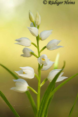 Cephalanthera longifolia (Schwertblättriges Waldvöglein), 2.6.2014