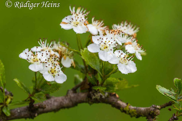 Crataegus laevigata (Zweigriffeliger Weißdorn), 20.5.2015