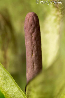 Arum maculatum (Gefleckter Aronstab), 3.5.2023