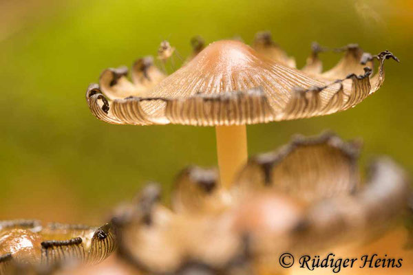 Coprinopsis lagopus (Hasenpfote), 26.10.2014