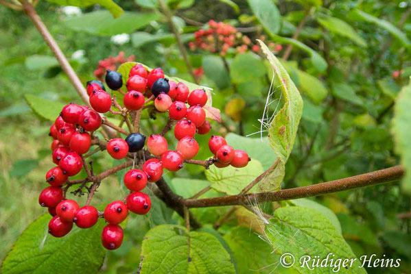 Viburnum lantana (Wolliger Schneeball), 7.8.2019