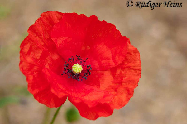 Papaver rhoeas (Klatschmohn), 21.8.2005