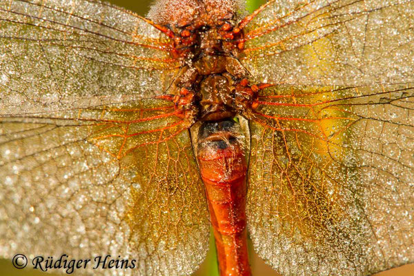 Sympetrum flaveolum (Gefleckte Heidelibelle) Männchen, 31.8.2018