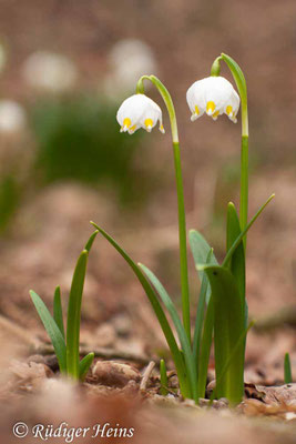 Leucojum vernum (Frühlingsknotenblume oder Märzenbecher)