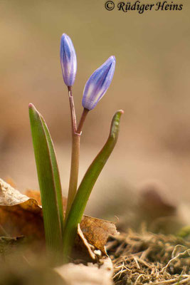 Chionodoxa luciliae (Gewöhnliche Sternhyazinthe), 26.3.2017