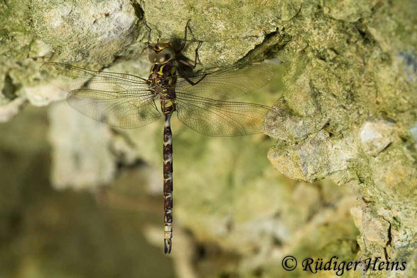 Boyeria irene, Westliche Geisterlibelle, Männchen