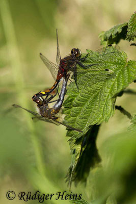 Leucorrhinia pectoralis (Große Moosjungfer), Paarung 23.5.2018