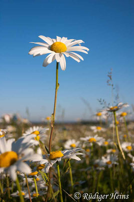 Leucanthemum vulgare (Magerwiesen-Margerite)